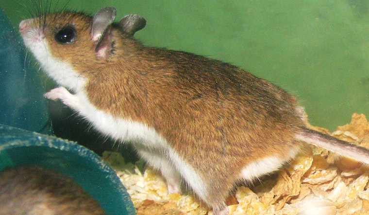 San Diego Residents on Alert as 7th Hantavirus Infection Detected, Here's How To Stay Safe