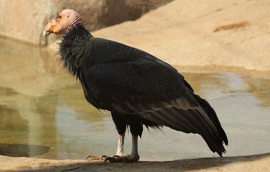 Slain Endangered Condor Found Near San Jose