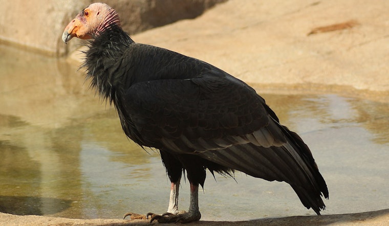 Slain Endangered Condor Found Near San Jose
