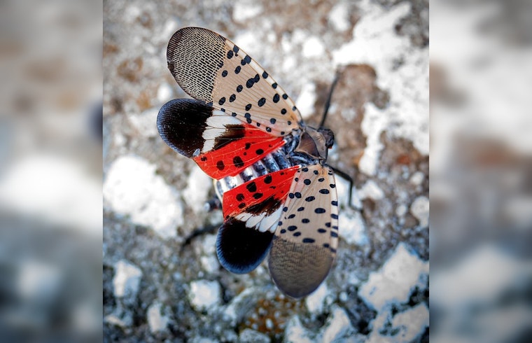Spotted Lanternfly Invasion Hits Illinois: A Threat to Environment and Agriculture