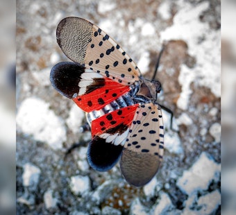 Spotted Lanternfly Invasion Hits Illinois: A Threat to Environment and Agriculture