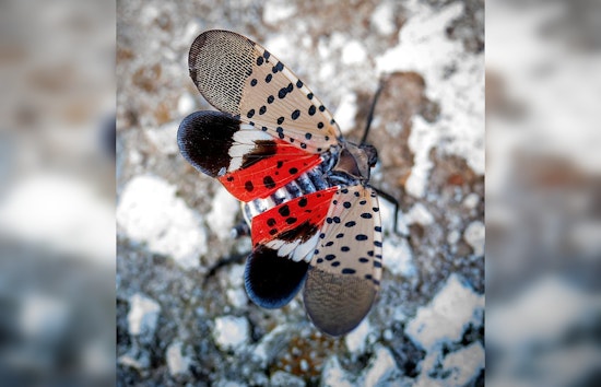 Spotted Lanternfly Invasion Hits Illinois: A Threat to Environment and Agriculture