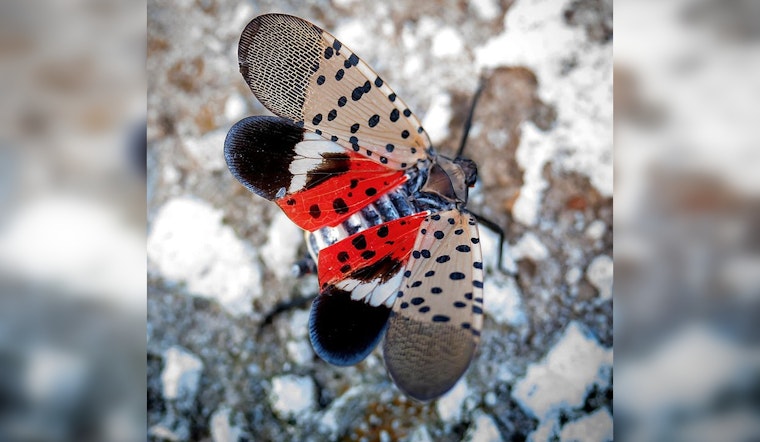 Spotted Lanternfly Invasion Hits Illinois: A Threat to Environment and Agriculture