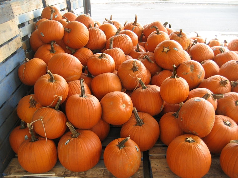 Suburban Chicago Gears Up for Pumpkin-Filled Festivities, World Record Attempts, and Family Fun