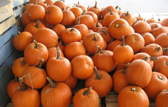 Suburban Chicago Gears Up for Pumpkin-Filled Festivities, World Record Attempts, and Family Fun