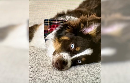 Terrified Dog Returns Home After Running Away When Owner Was Struck by Lightning in Dorchester