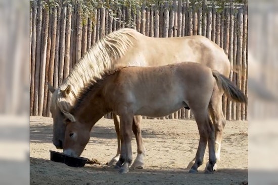 Texas Researchers Clone Extinct "Last Wild Horse" Breed, Now at San Diego Zoo