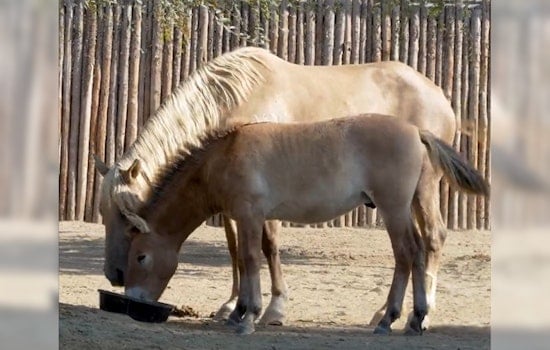 Texas Researchers Clone Extinct "Last Wild Horse" Breed, Now at San Diego Zoo