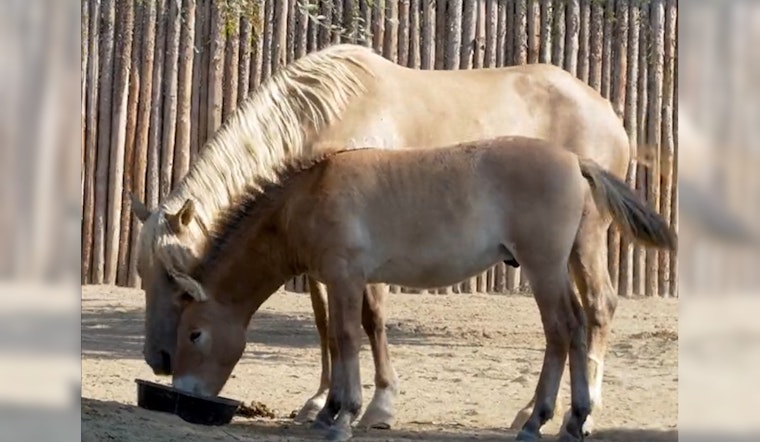 Texas Researchers Clone Extinct "Last Wild Horse" Breed, Now at San Diego Zoo