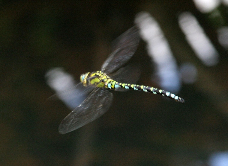 The Incredible Invasion of Dragonflies in Chicago