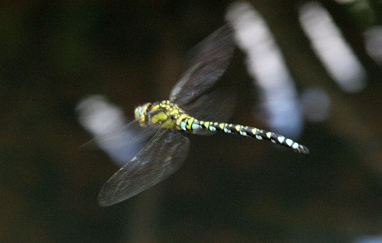 The Incredible Invasion of Dragonflies in Chicago