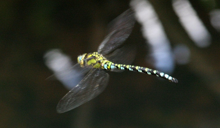 The Incredible Invasion of Dragonflies in Chicago