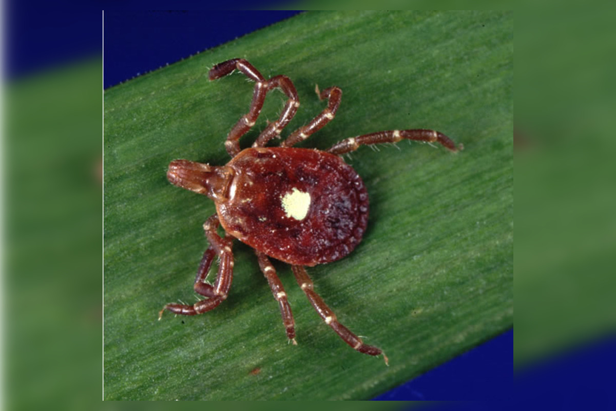 Tick And Mosquito-Borne Diseases On The Rise In New Hampshire