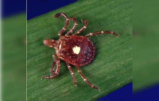 Tick and Mosquito-Borne Diseases on the Rise in New Hampshire