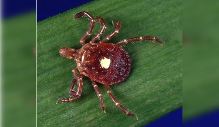 Tick and Mosquito-Borne Diseases on the Rise in New Hampshire