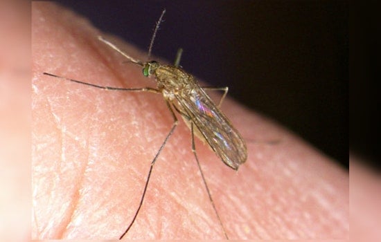 West Nile Virus Claims 2 Lives in Chicago Suburbs