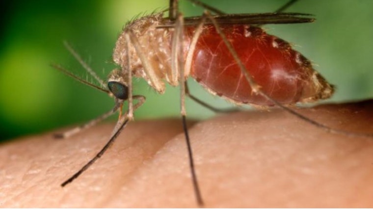 West Nile Virus Creeps Into Los Peñasquitos Lagoon, San Diego County Issues "Prevent, Protect, Report" Guidelines