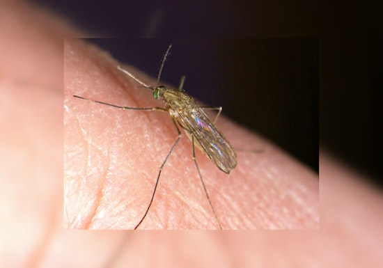 West Nile Virus Threat Grows in Contra Costa County; Mosquito Control Measures Also Hiked