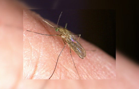 West Nile Virus Threat Grows in Contra Costa County; Mosquito Control Measures Also Hiked