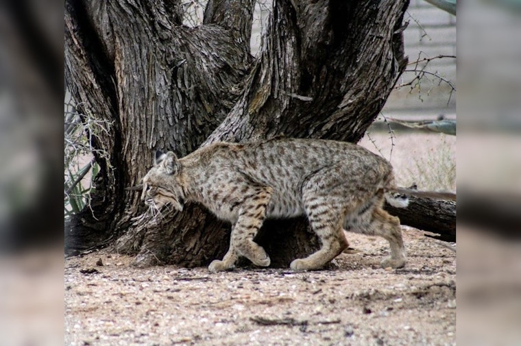 66-Year-Old Attacked by Suspected Rabid Bobcat in Saguaro National Park Near Tucson