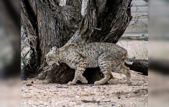 66-Year-Old Attacked by Suspected Rabid Bobcat in Saguaro National Park Near Tucson