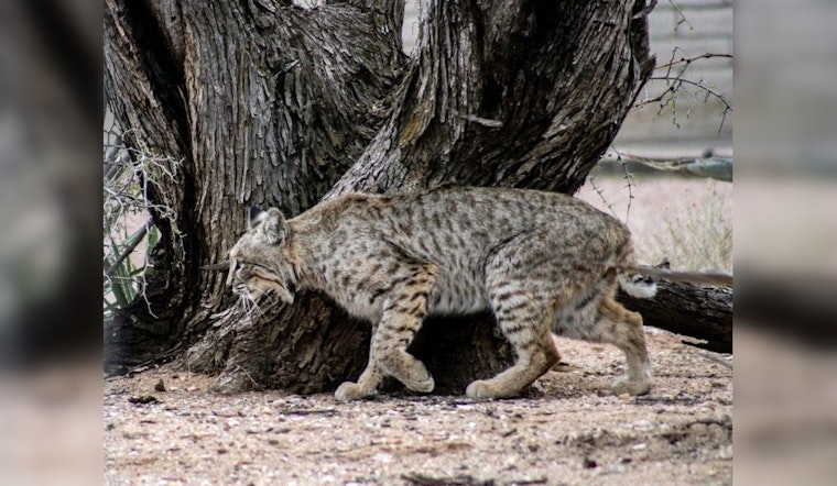 66-Year-Old Attacked by Suspected Rabid Bobcat in Saguaro National Park Near Tucson