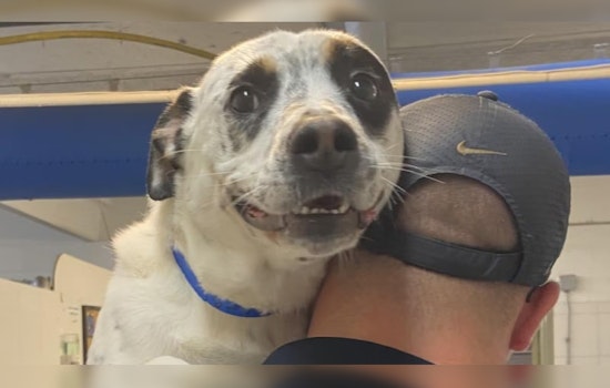 Abused Dog Neo Finds Forever Home in Arkansas After Over 500 Days Awaiting Adoption