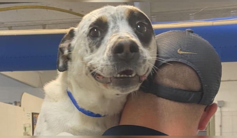Abused Dog Neo Finds Forever Home in Arkansas After Over 500 Days Awaiting Adoption