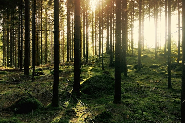 Anoka County Invites Locals to Unwind with Forest Bathing and Nature Events