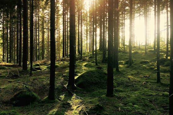 Anoka County Invites Locals to Unwind with Forest Bathing and Nature Events
