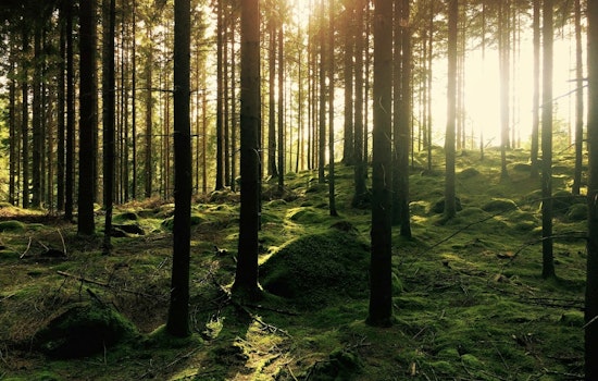 Anoka County Invites Locals to Unwind with Forest Bathing and Nature Events