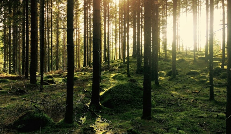 Anoka County Invites Locals to Unwind with Forest Bathing and Nature Events
