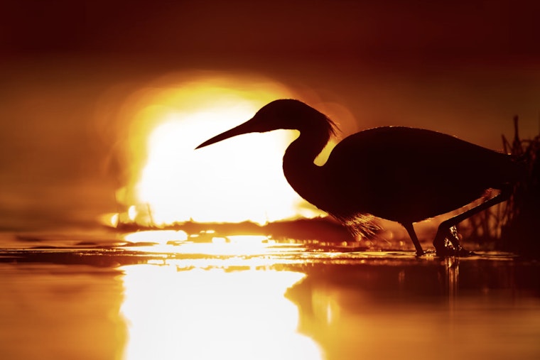 Aransas National Wildlife Refuge Eyes Major Growth, Seeking Public Input on 95,000-acre Expansion Plan