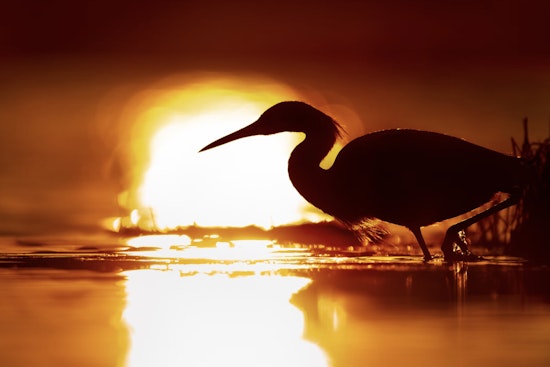 Aransas National Wildlife Refuge Eyes Major Growth, Seeking Public Input on 95,000-acre Expansion Plan