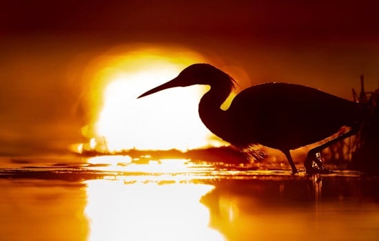 Aransas National Wildlife Refuge Eyes Major Growth, Seeking Public Input on 95,000-acre Expansion Plan