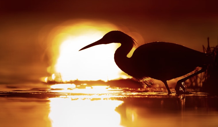 Aransas National Wildlife Refuge Eyes Major Growth, Seeking Public Input on 95,000-acre Expansion Plan