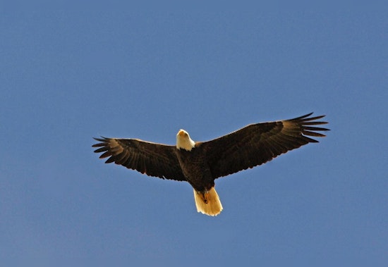 Arizona Calls for Caution to Protect Bald Eagles During Breeding Season