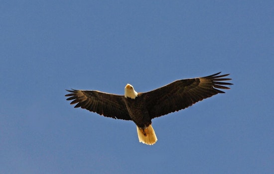 Arizona Calls for Caution to Protect Bald Eagles During Breeding Season
