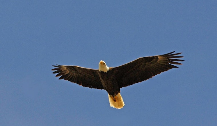 Arizona Calls for Caution to Protect Bald Eagles During Breeding Season