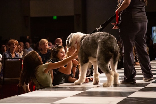 Arizona Introduces Stricter Animal Cruelty Bill SB1047 Amid Escalating Abuse Cases