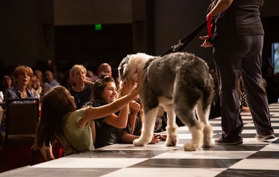 Arizona Introduces Stricter Animal Cruelty Bill SB1047 Amid Escalating Abuse Cases