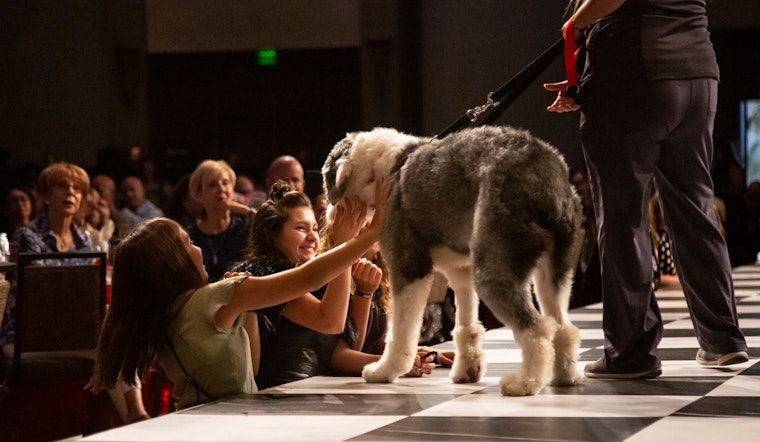 Arizona Introduces Stricter Animal Cruelty Bill SB1047 Amid Escalating Abuse Cases