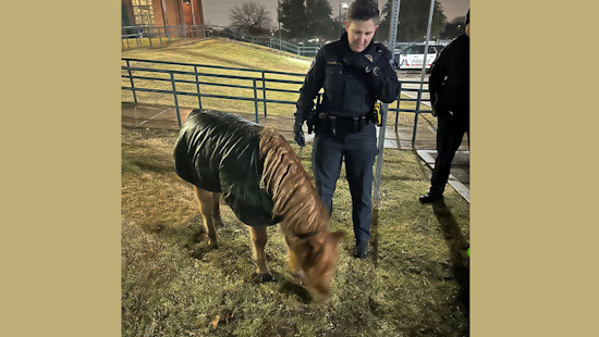 Arlington Police Embrace Unusual Role as Equine Wranglers for Wandering Mini Horse