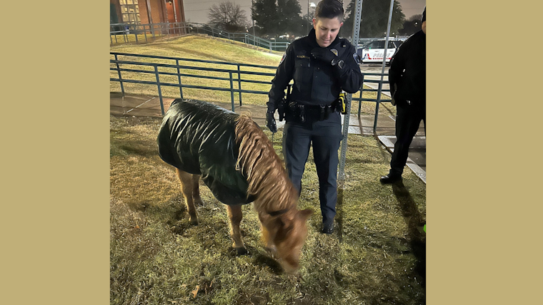 Arlington Police Embrace Unusual Role as Equine Wranglers for Wandering Mini Horse