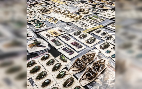 ASU Professor Catalogs Rare Exotic Insects Seized from Black Market Trade
