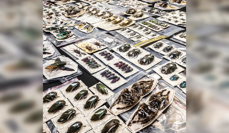 ASU Professor Catalogs Rare Exotic Insects Seized from Black Market Trade
