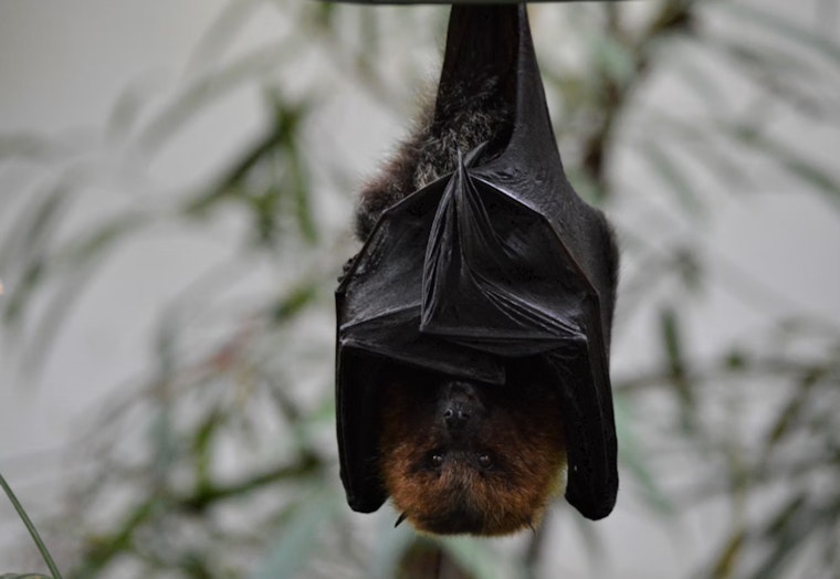 Austin Bat Refuge Nurtures Thousands of Frostbitten Bats to Recovery Post-Arctic Blast