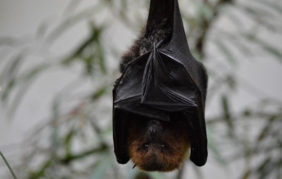 Austin Bat Refuge Nurtures Thousands of Frostbitten Bats to Recovery Post-Arctic Blast