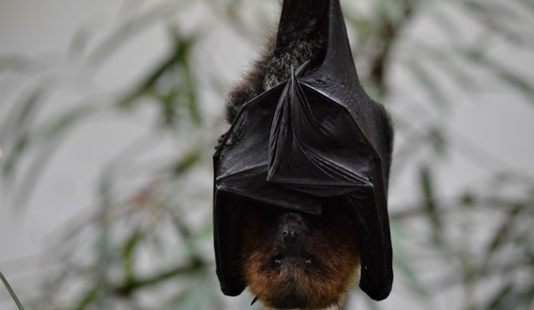 Austin Bat Refuge Nurtures Thousands of Frostbitten Bats to Recovery Post-Arctic Blast