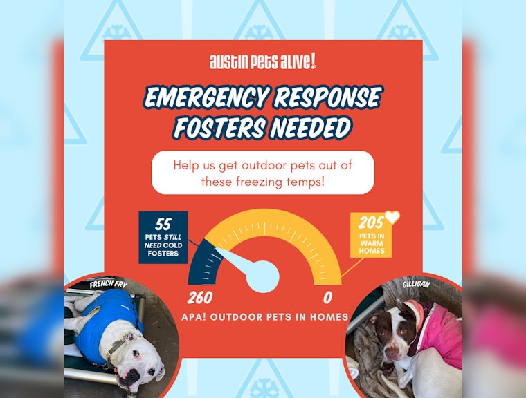 Austin Community Rallies to Shelter Animals During Cold Snap, APA! Finds Foster Homes for Hundreds
